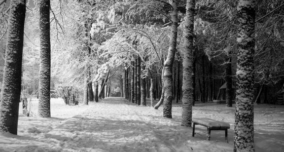 Dans la forêt - Un livre en noir et blanc qui passe en couleurs